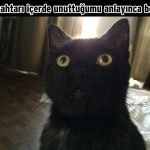 Hislere-terrcuman-kediler-18-Haberpop.com