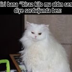 Hislere-terrcuman-kediler-2-Haberpop.com