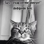 Hislere-terrcuman-kediler-20-Haberpop.com