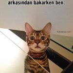 Hislere-terrcuman-kediler-21-Haberpop.com