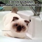 Hislere-terrcuman-kediler-3-Haberpop.com