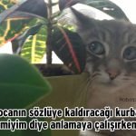Hislere-terrcuman-kediler-5-Haberpop.com