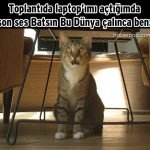 Hislere-terrcuman-kediler-7-Haberpop.com