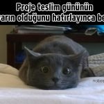 Hislere-terrcuman-kediler-8-Haberpop.com