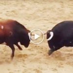 İki boğa kafa kafaya çarpışınca öldü