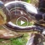 İki dev piton evin penceresine dayandı