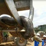 Insan-yiyen-dev-anakonda-is-makinesiyle-zorla-tasindi-piton-boa