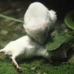 Kahraman-fare-02-Haberpop.com
