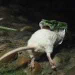 Kahraman-fare-08-Haberpop.com
