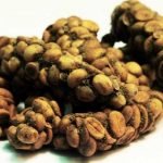 Kopi-Luwak-kahvesi-nedir