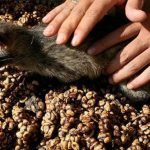 Kopi-Luwak-kahvesi-nedir misk kedisi