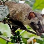 Kopi-Luwak-kahvesi-nedir-misk-kedisi-fiyatı