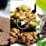 Kopi-Luwak-kahvesi-nedir-misk-kedisi-fiyatı-nedir