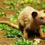 Kopi-Luwak-misk—Paradoxurus–nedir