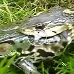 Kurbagayi-yilanin-agzindan-arkadasi-kurtardi