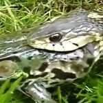 Kurbagayi-yilanin-agzindan-arkadasi-kurtardi-izle