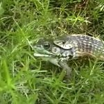 Kurbagayi-yilanin-agzindan-arkadasi-kurtardi-video