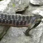 Kurbagayi-yilanin-agzindan-arkadasi-kurtardi-video-izle