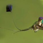Marvellous-Spatuletail-Hummingbird-3-1024x373kus-turleri