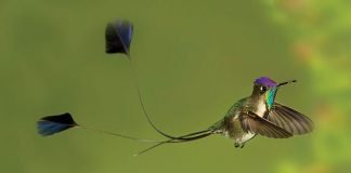 Dünyanın En Güzel Kuş Türleri İçinden 10 Muhteşem Kuş