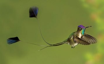 Dünyanın En Güzel Kuş Türleri İçinden 10 Muhteşem Kuş