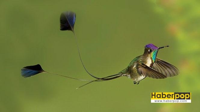 Marvellous-Spatuletail-Hummingbird-3-1024x373kus-turleri
