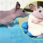Minik hamster bu kazak sayesinde artık üşümeyecek