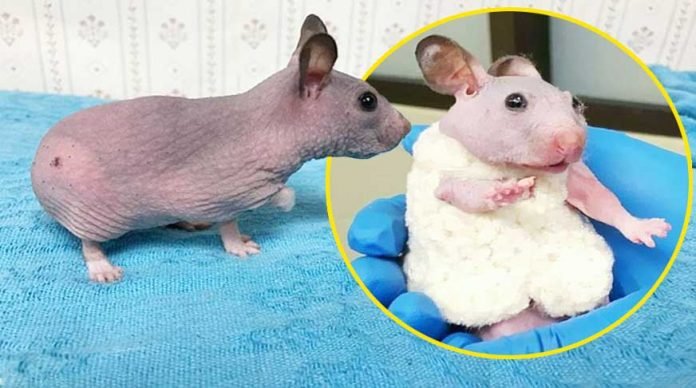 minik-hamster-bu-kazak-sayesinde-artik-usumeyecek-ilginc-komik