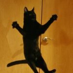 Ninja-Kediler-03-Haberpop.com