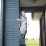 Ninja-Kediler-04-Haberpop.com