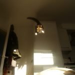 Ninja-Kediler-05-Haberpop.com