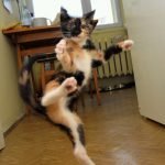 Ninja-Kediler-06-Haberpop.com