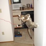 Ninja-Kediler-08-Haberpop.com