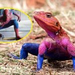 Örümcek Adam’a benzeyen kertenkele