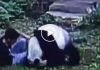 Panda, kafesine izinsiz giren adamla böyle dövüştü