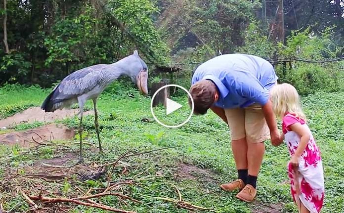 papuc-gagali-kusu-video