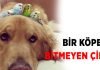 Sabırlı köpek Bob