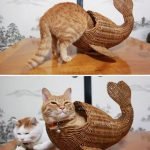 Sığarsam otururum arkadaş diyen 10 kedi