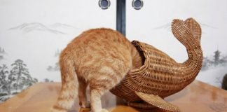 Sığarsam otururum arkadaş diyen 10 kedi