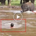 Suda boğulmak üzere olan adamı fil kurtardı