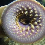 tripofobi-04-lamprey-haberpop