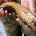 tripofobi-05-lamprey-haberpop