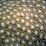 Tripofobi-11-HaberPop