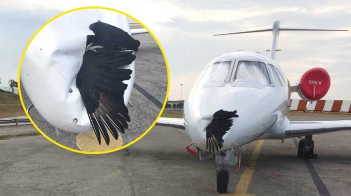 ucaga-carpan-kus-ucagin-govdesini-parcalayarak-saplandi-izle-ilginc-haber