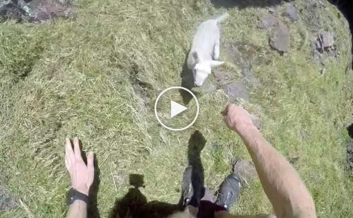 ucurumdaki-kuzu-cesur-hayvansever-tarafindan-boyle-kurtarildi-izle