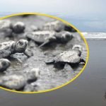 Yavru kaplumbağalar VIP eskort eşliğinde denizle buluştu