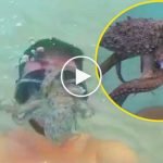 Ahtapot saldırısı dalgıç tarafından böyle görüntülendi