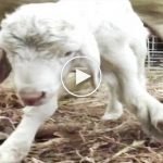 Altı bacaklı doğan kuzu görenleri şok etti