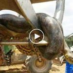 İnsan yiyen dev anakonda öldürüldü: Dünyanın en büyüğü