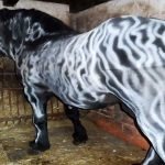 Atı spreyle boyayıp zebraya benzetti
